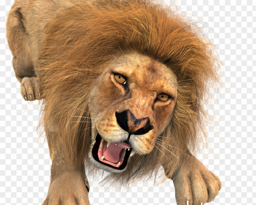 Lion Lionhead Rabbit Jungle Cow Hunt Desktop Wallpaper PNG