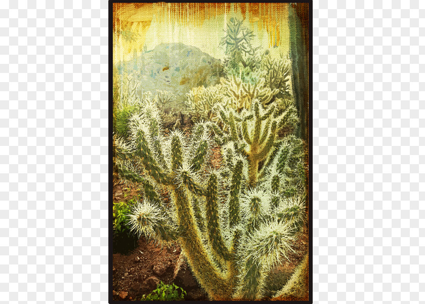 Painting Cactaceae Canvas Cylindropuntia Bigelovii Sorting Algorithm PNG