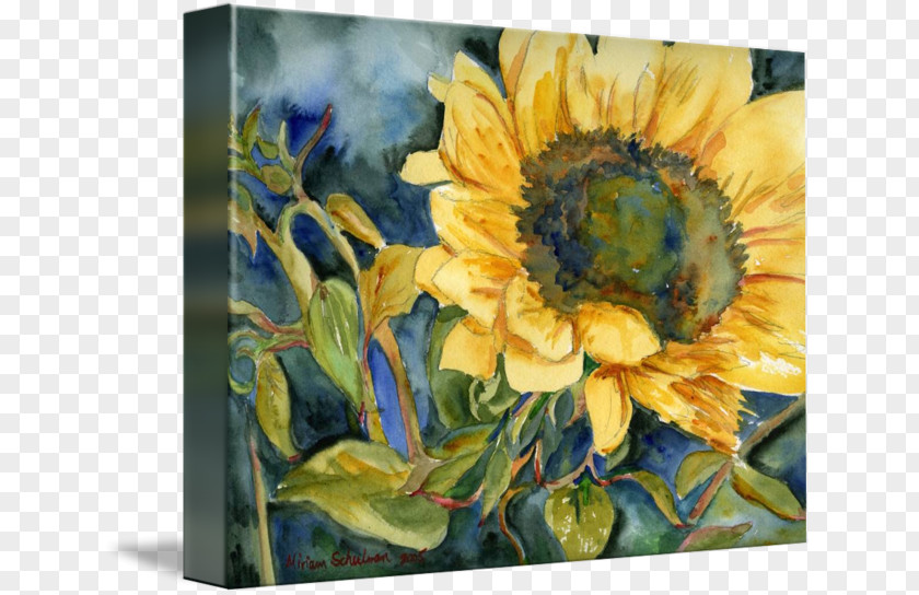 Watercolor Sunflower Still Life Photography Painting Seed PNG