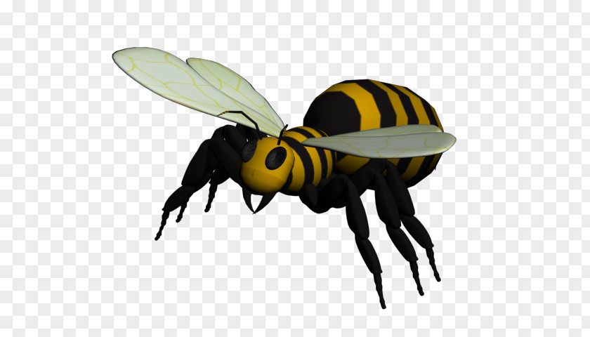 Beetle Wasp Weevil YCombinator PNG YCombinator, 3d music clipart PNG