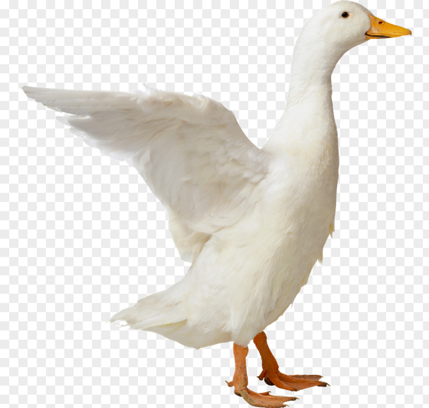 Duck American Pekin PNG