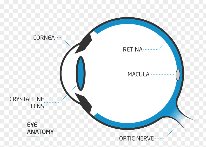 Eye Anatomy Floater Nd:YAG Laser Visual Perception Far-sightedness PNG