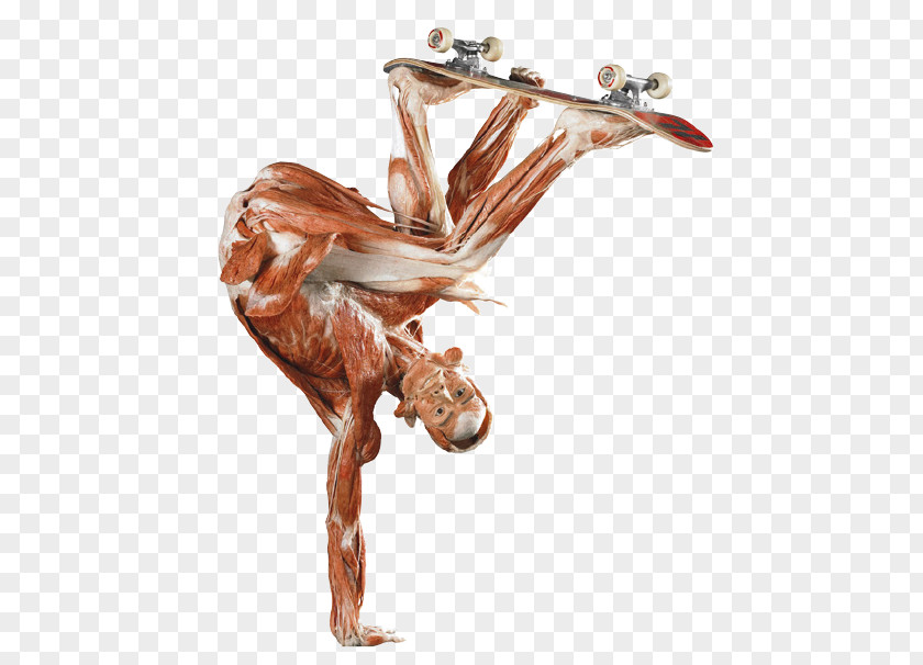 The First Museum Of BODY WORLDS Anatomy Human Body Muscular SystemMuscle People PNG