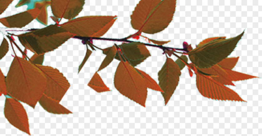 Autumn Leaves Leaf Color PNG