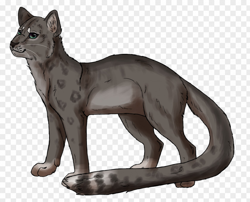 Cat Whiskers Red Fox Puma Terrestrial Animal PNG