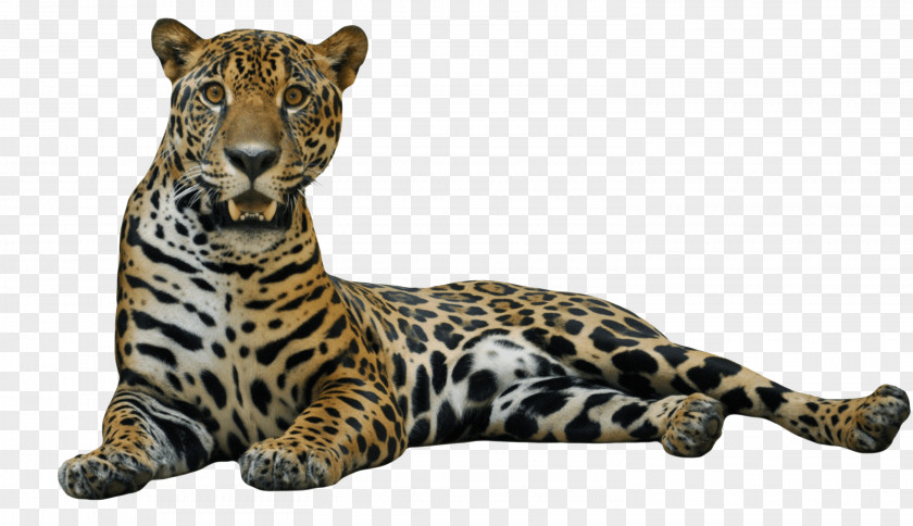 Jaguar Clip Art PNG