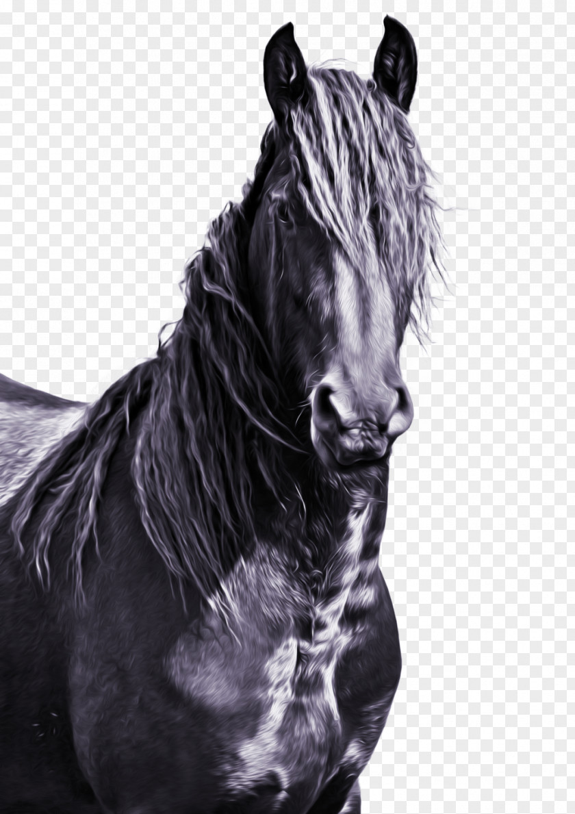 Mustang Friesian Horse Mane American Paint Stallion PNG