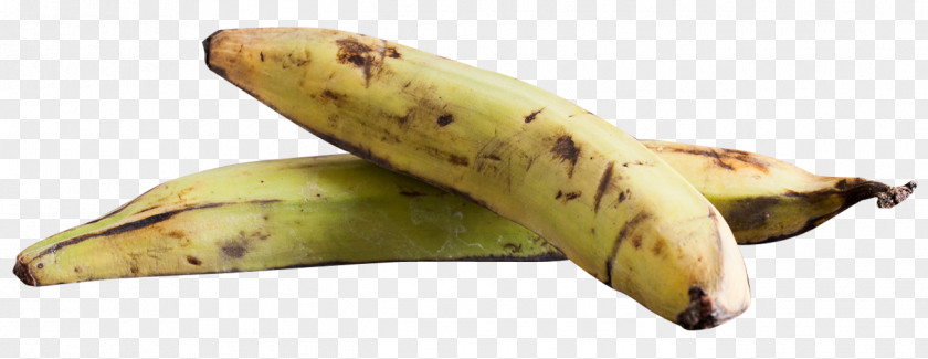Plantain Banana Plantago Asiatica PNG