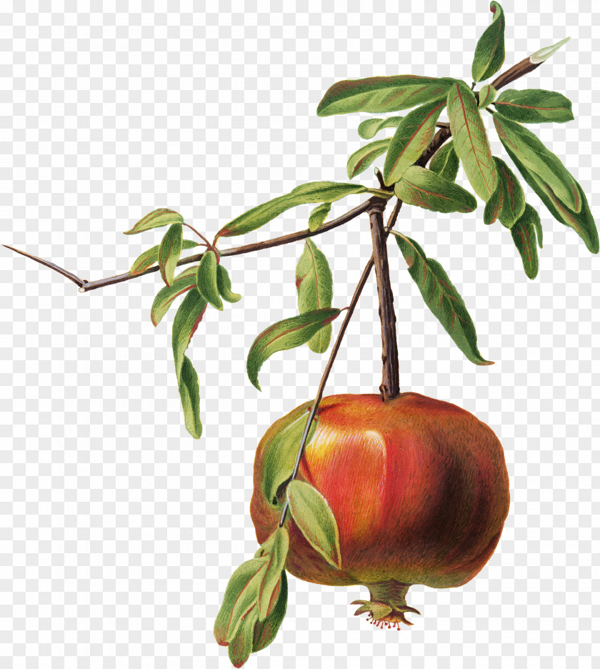 Pomegranate Button Introduction To Plant Population Ecology La Vita Segreta Dei Semi Book Photograph Illustration PNG