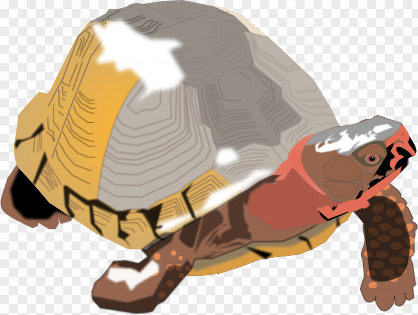 Turtle Box Reptile Tortoise Clip Art PNG