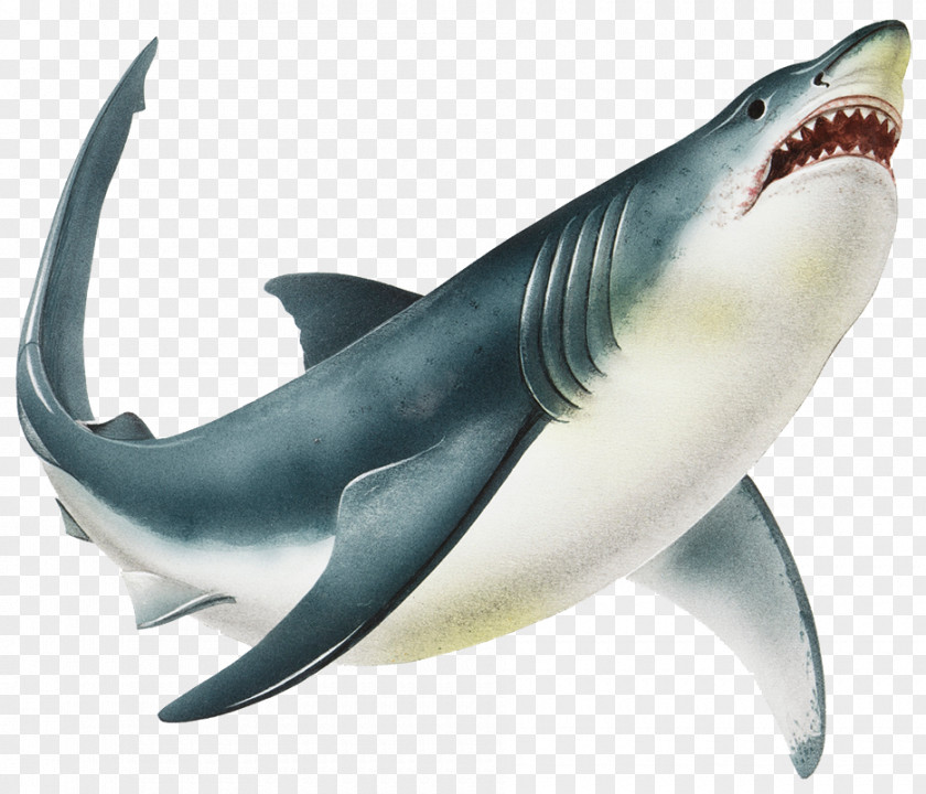 Wild Fury Big White Shark Great Lamniformes Drawing Stock Illustration PNG