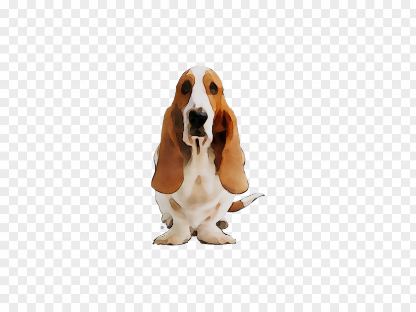 Basset Hound Dog Breed Companion Snout PNG