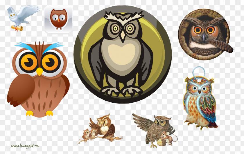 Owl Illustration Clip Art PNG