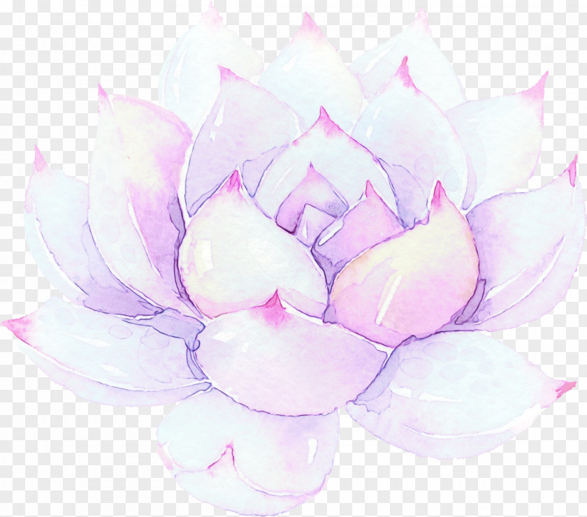 Proteales Chinese Peony Pink Flower Cartoon PNG