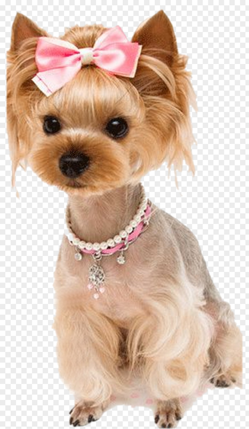 Puppy Yorkshire Terrier Australian Silky Morkie Dog Breed PNG
