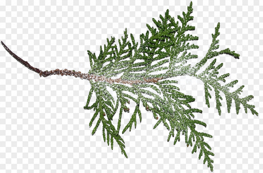Branches Fir Spruce Tree Clip Art PNG