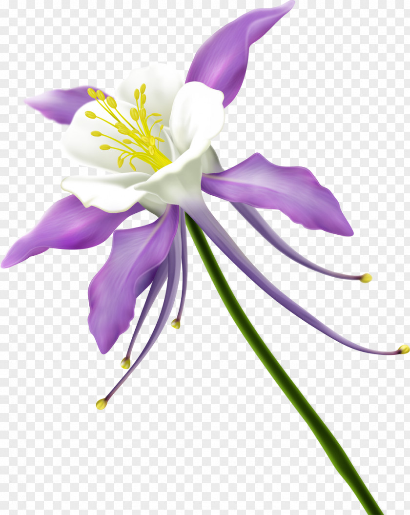 Gazania Flower Floral Design Clip Art PNG
