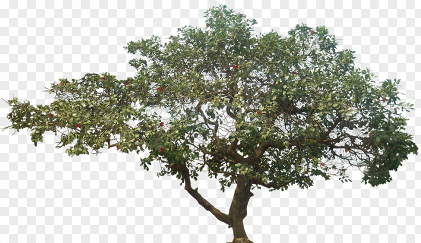 Jenis Pohon Tree Data Compression PNG