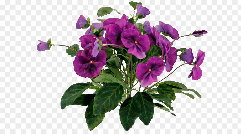 Pansy Annual Plant Herbaceous PNG