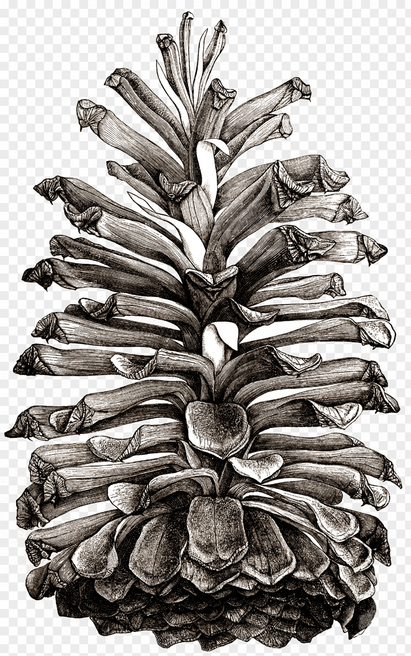 Pine Cone Pinus Palustris Conifer Coulter Drawing Eastern White PNG