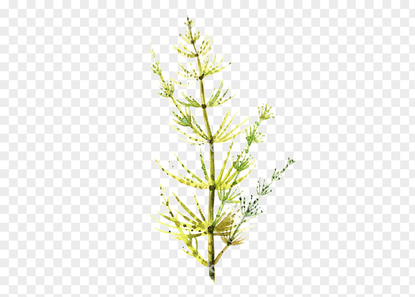 Red Juniper Grass Family White Pine Plant Green American Larch Lodgepole PNG