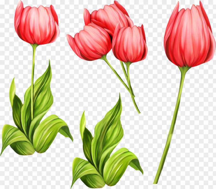 Tulip Flower Clip Art PNG