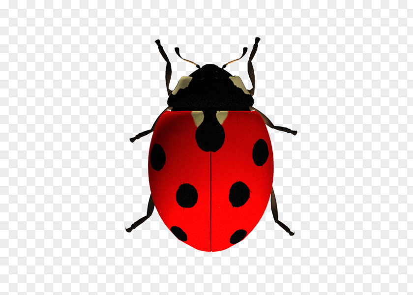 Doctor Who Ladybird Beetle The Ladybug Clip Art PNG