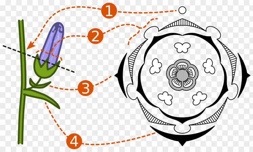 Plant Material Picture Floral Diagram Formula Flower Reproduction PNG