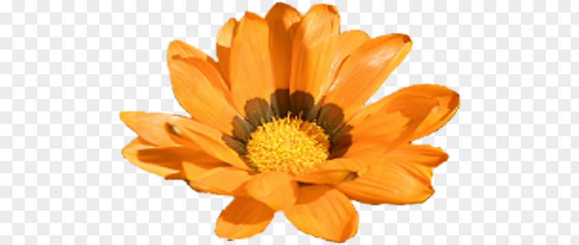 Marigold Calendula Officinalis Flower Yellow Clip Art PNG