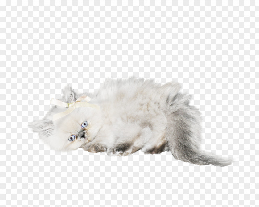 White Cat Whiskers Birthday Clip Art PNG