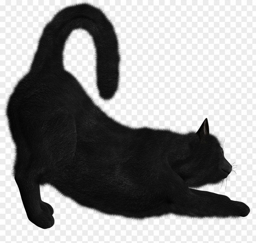 Black Cat Image Dog PNG