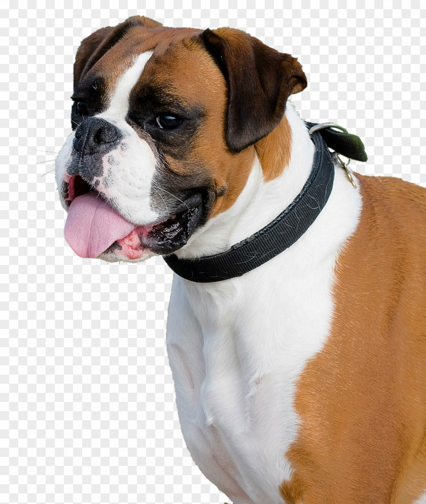 Boxer Dog Bulldog Miniature Schnauzer English Cocker Spaniel Dobermann PNG