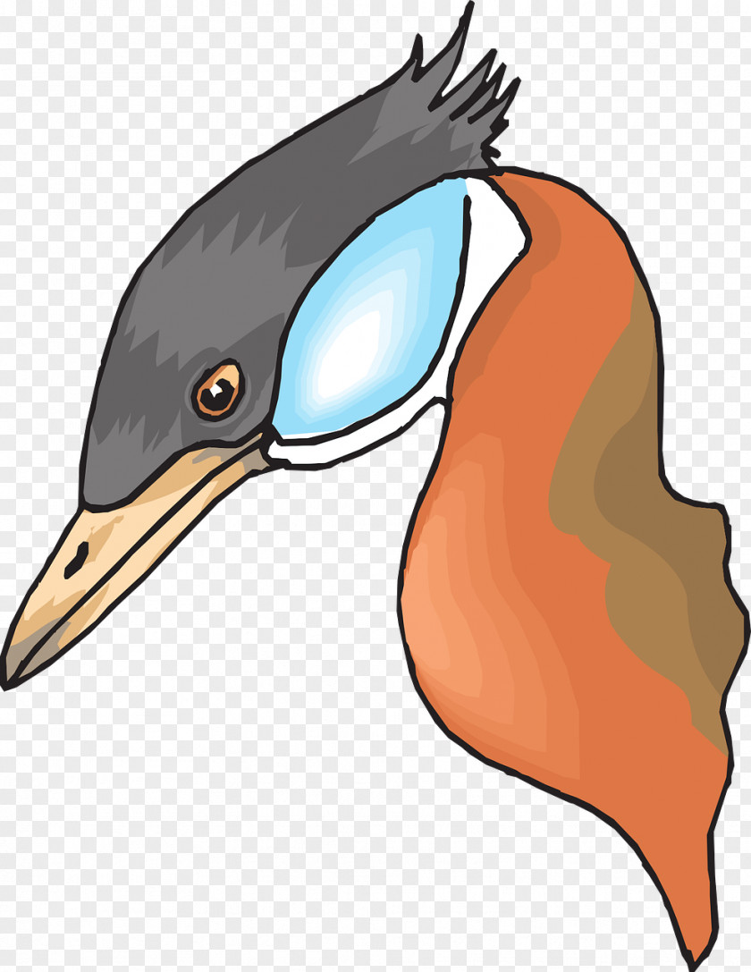 Duck Bird Mallard Beak Clip Art PNG