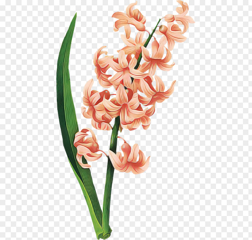 Flower Plant Pink Hyacinth Cut Flowers PNG