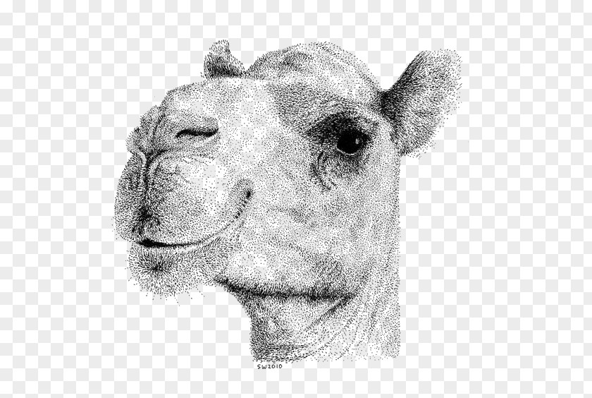 Hand-painted Camel Bactrian Face Drawing Stippling Illustration PNG