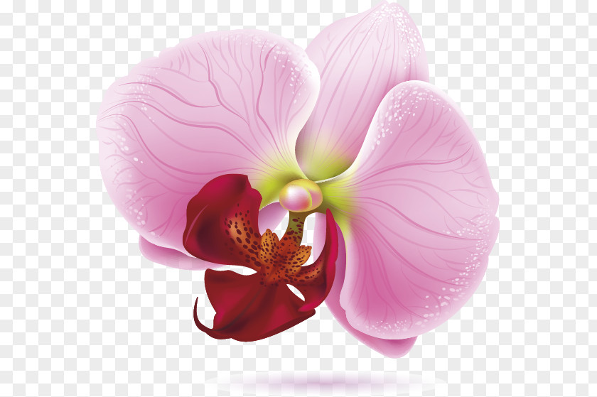 Moth Orchids Drawing Royalty-free PNG