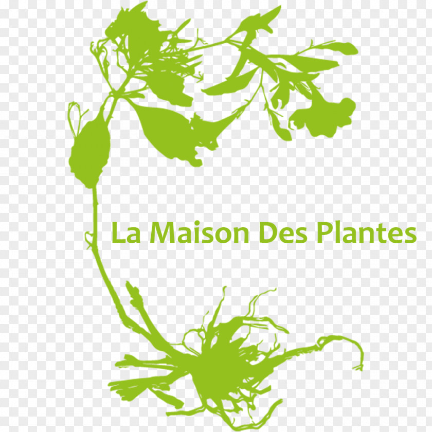 Plantes De Maison Vector Graphics Plants House Ornamental Plant PNG