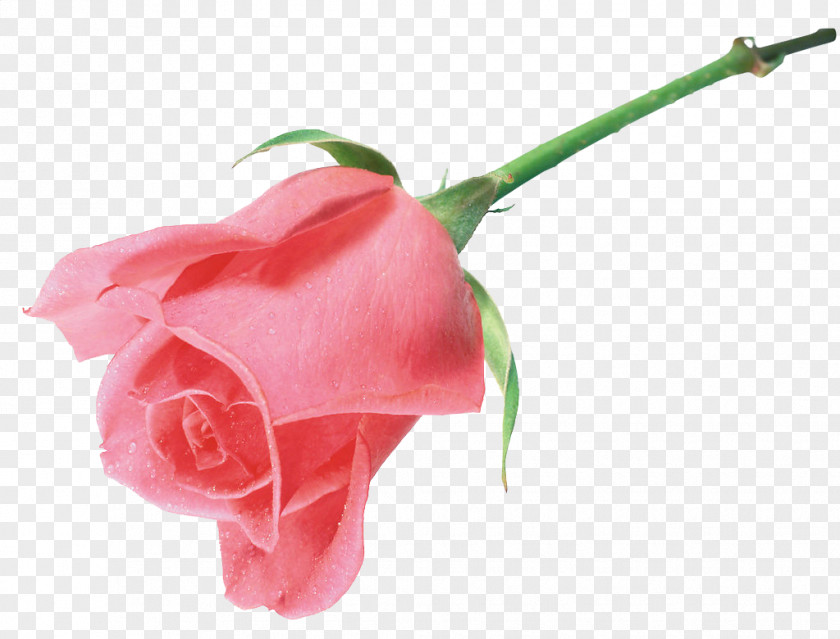Rose Still Life: Pink Roses Beach Flower Clip Art PNG
