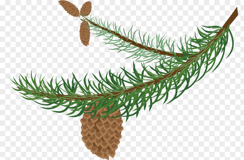 Transparent Branch Cliparts Pine Evergreen Conifer Cone Clip Art PNG