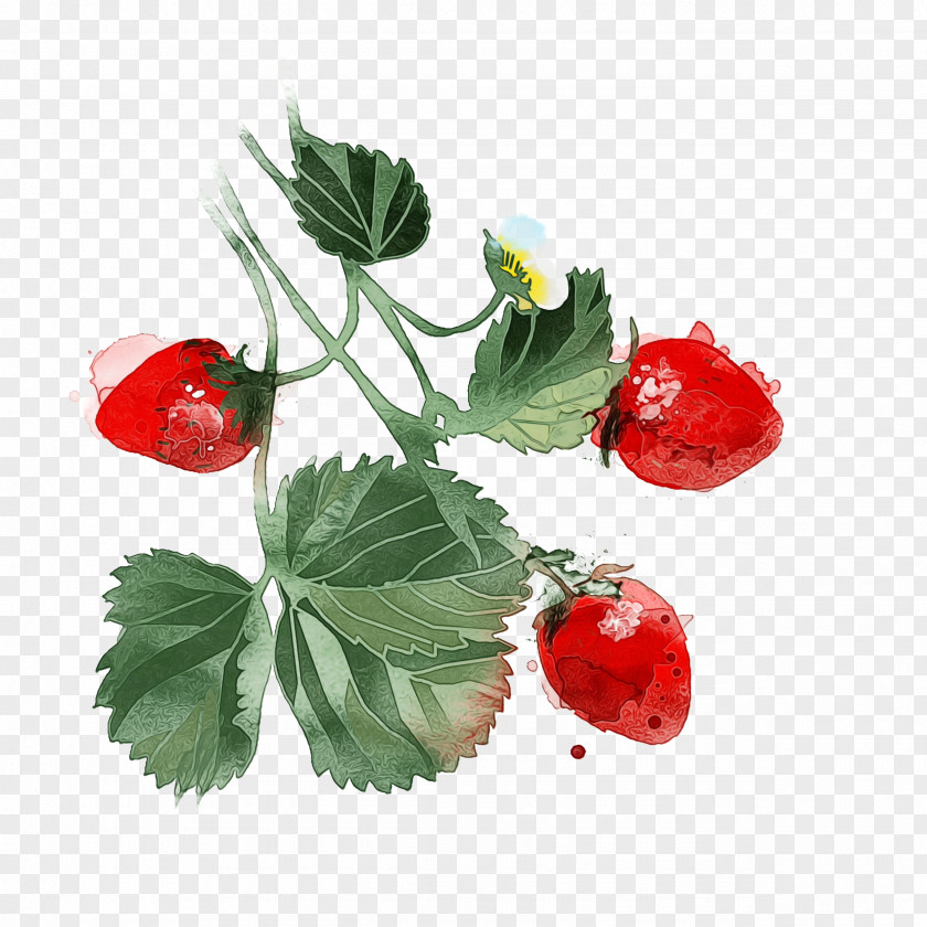 Alpine Strawberry Strawberries PNG