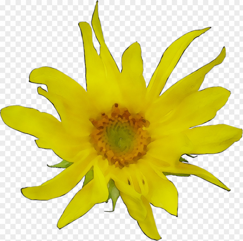 Common Sunflower Yellow Seed Pollen PNG