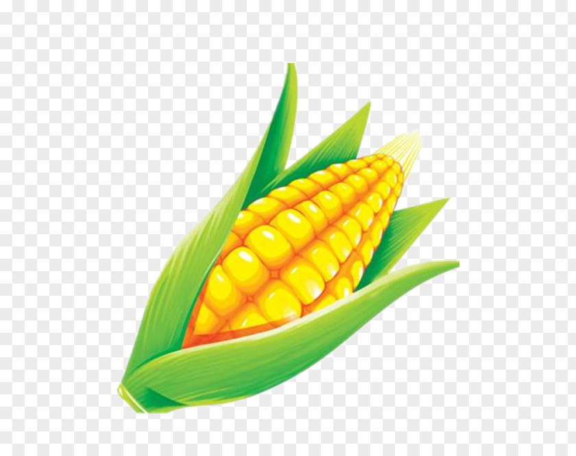 Hand-painted Corn Maize Grauds PNG