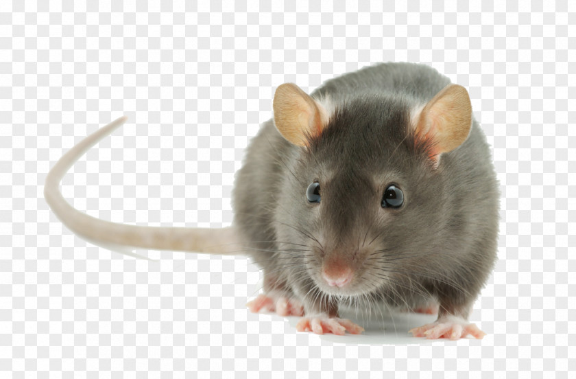 Mouse Brown Rat Rodent Black Pest Control PNG