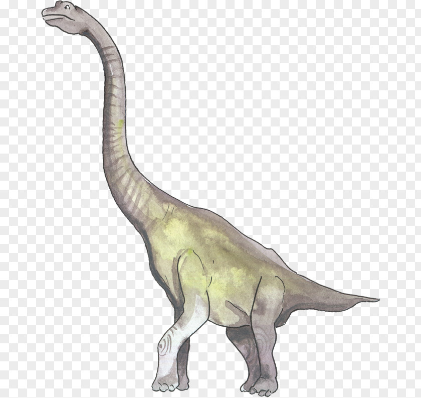 Tyrannosaurus Velociraptor Terrestrial Animal PNG