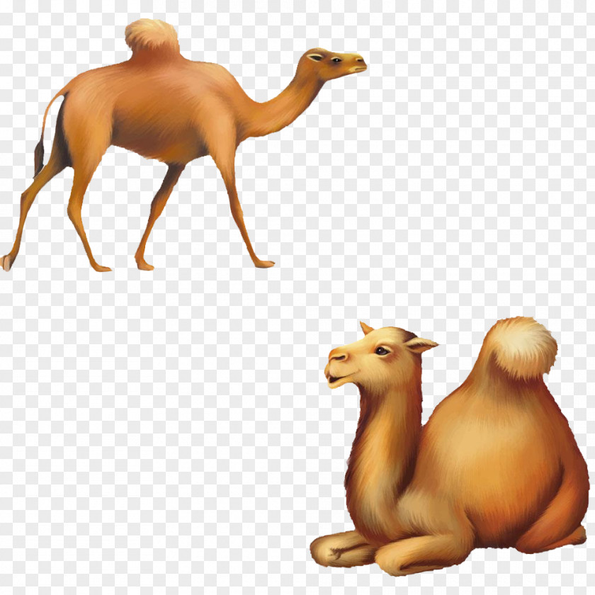 Yellow Camel Cartoon Silhouette Illustration PNG