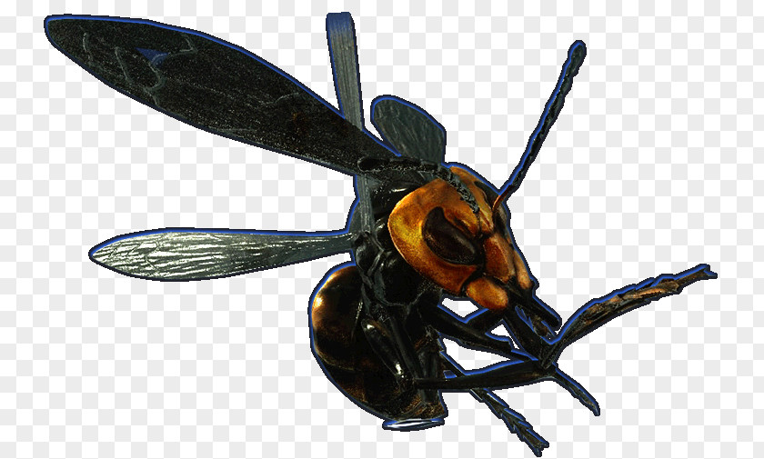 Bee Hornet Wasp YCombinator PNG
