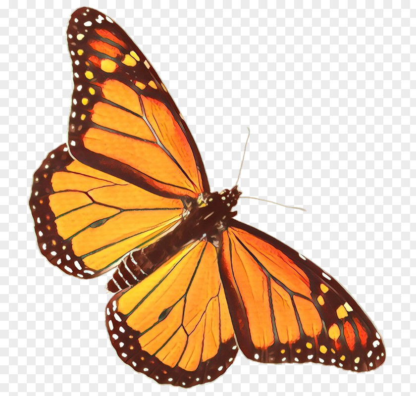 Euphydryas Lycaenid Monarch Butterfly PNG