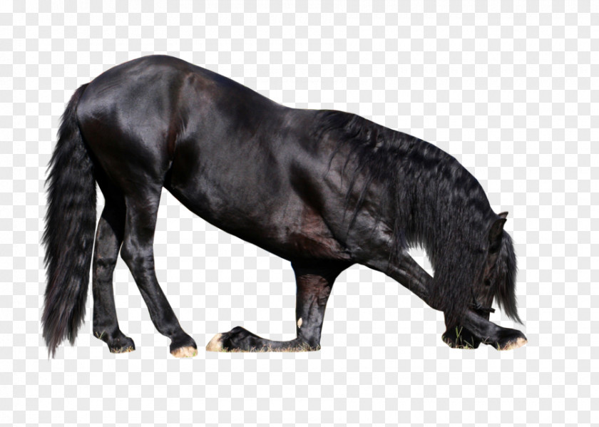 Friesian Horse Rocky Mountain Stallion Arabian Dole Gudbrandsdal PNG