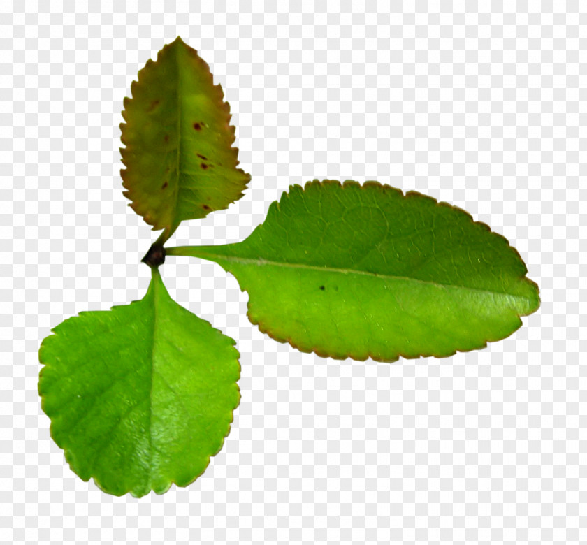 Leaf Herb Plant Stem Clip Art PNG