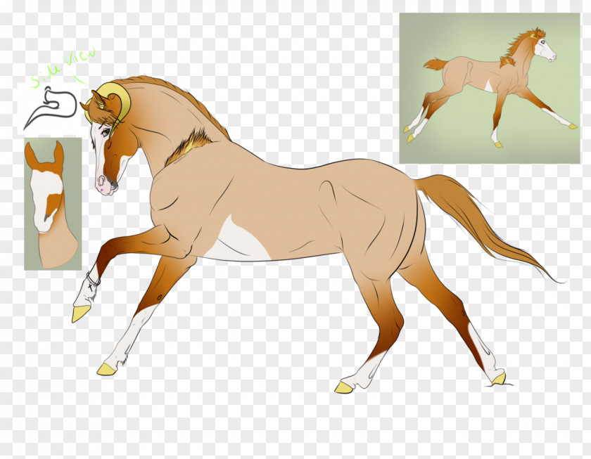 Mustang Foal Mane Stallion Colt PNG